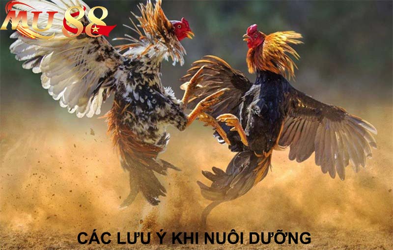 các lưu ý khi nuôi dưỡng gà chân lông vảy loạn