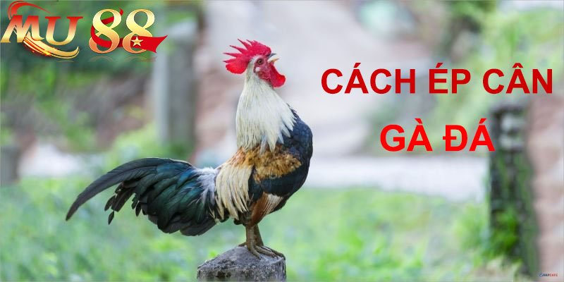 cách ép cân gà đá