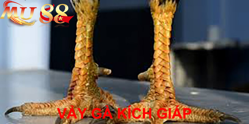 vảy gà kích giáp